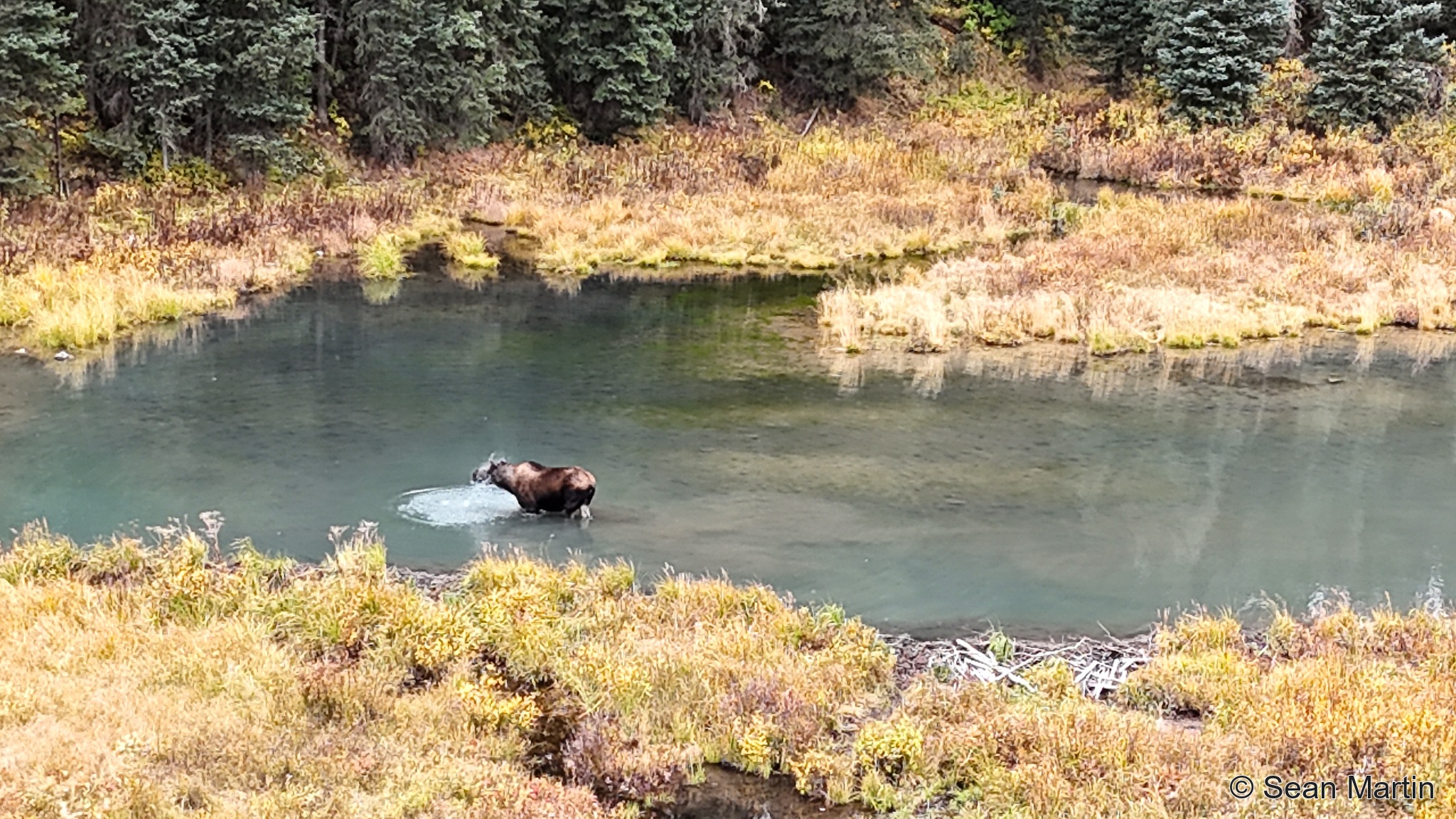 Moose standing in a clear creek