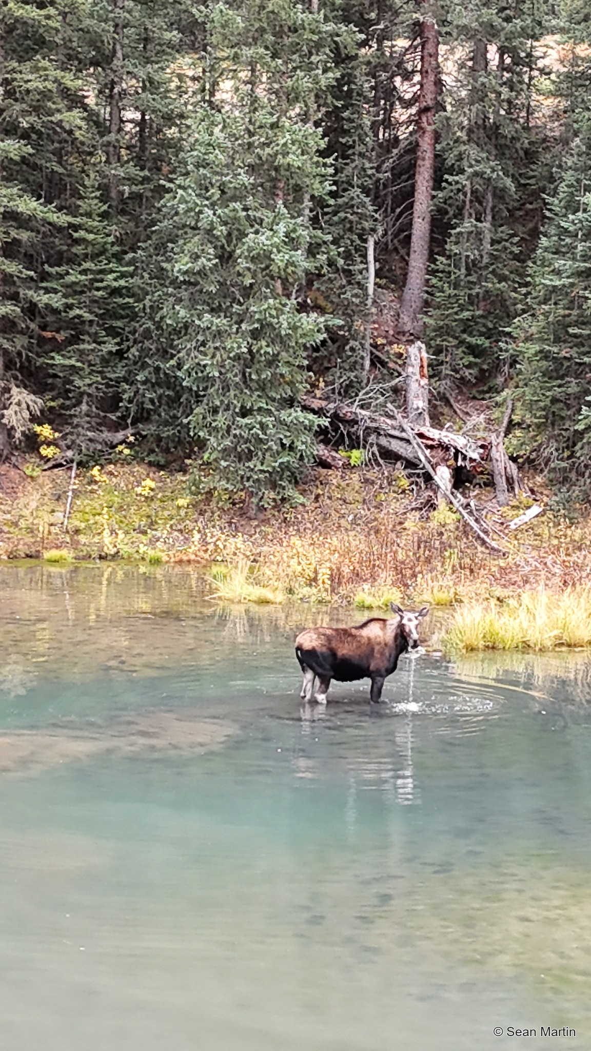 Moose wading through the creek beside evergreen forest
